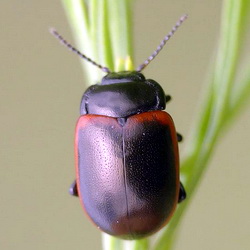 Chrysolina limbata Chrysolina limbata